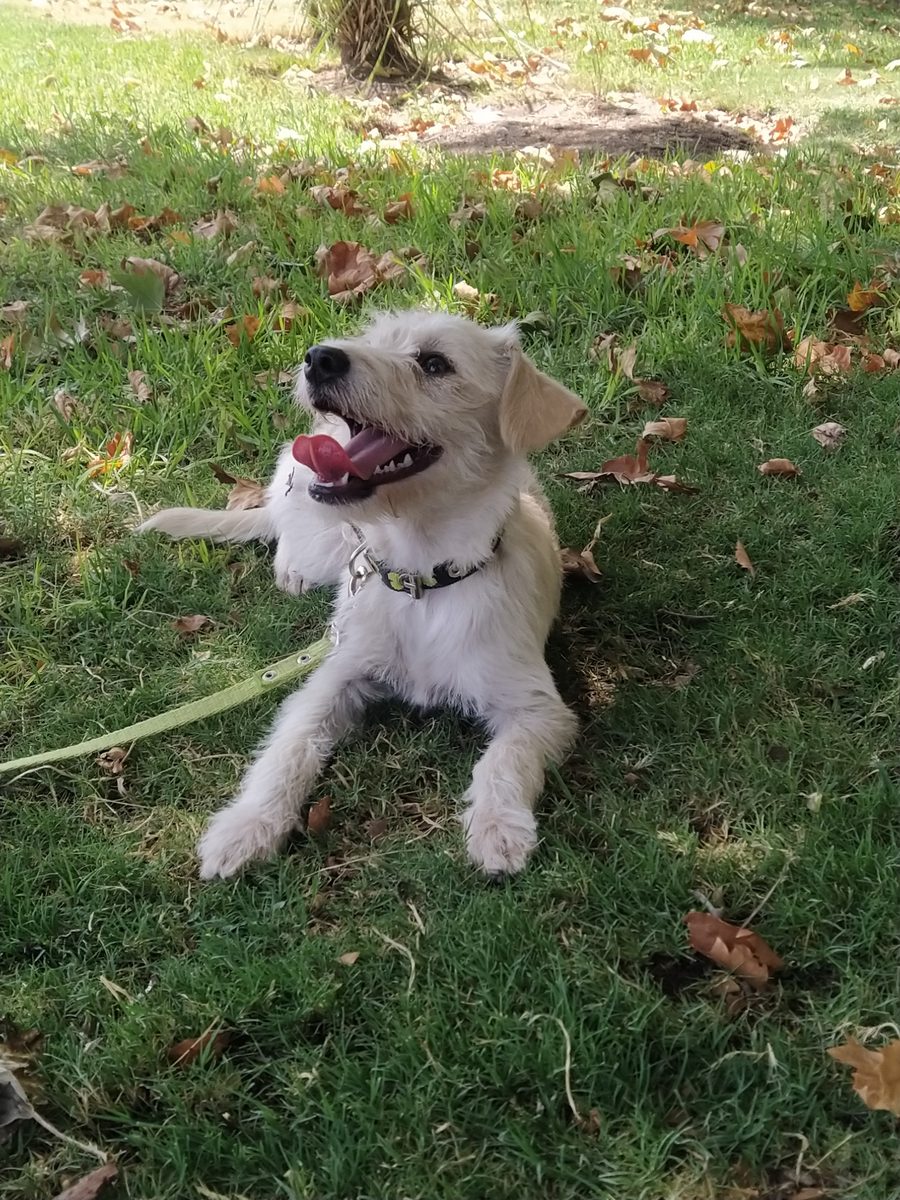Perro jugando al aire libre en el jardín de la residencia