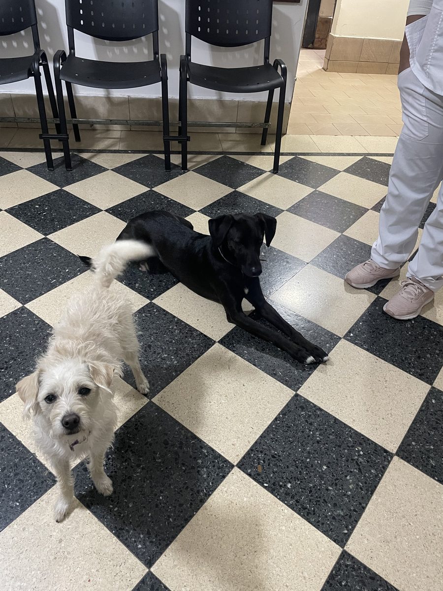 Saludo espontáneo entre un perro y un residente en el pasillo